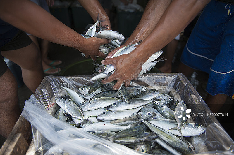 渔民整理渔获图片素材