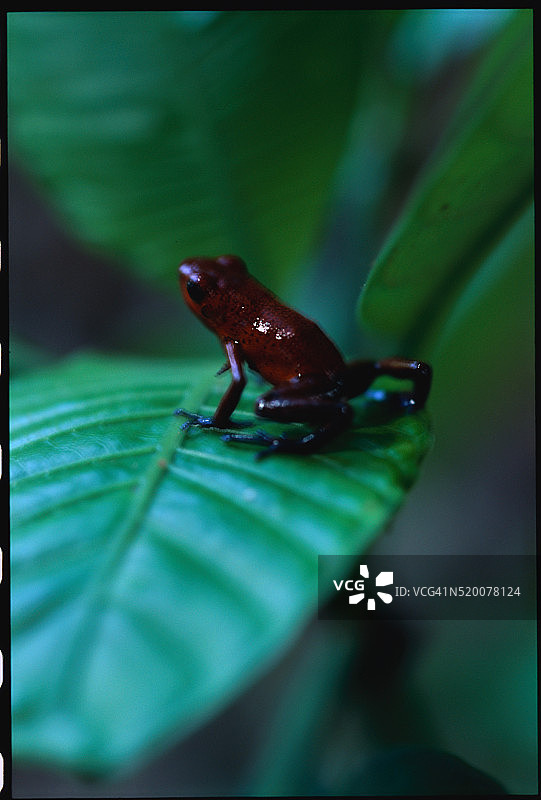 树叶上的草莓箭毒蛙图片素材