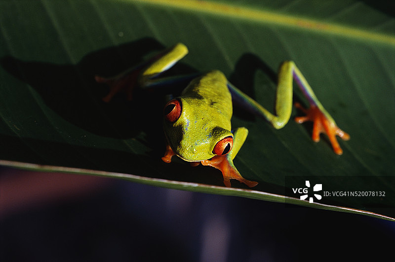 植物上的红眼叶蛙图片素材