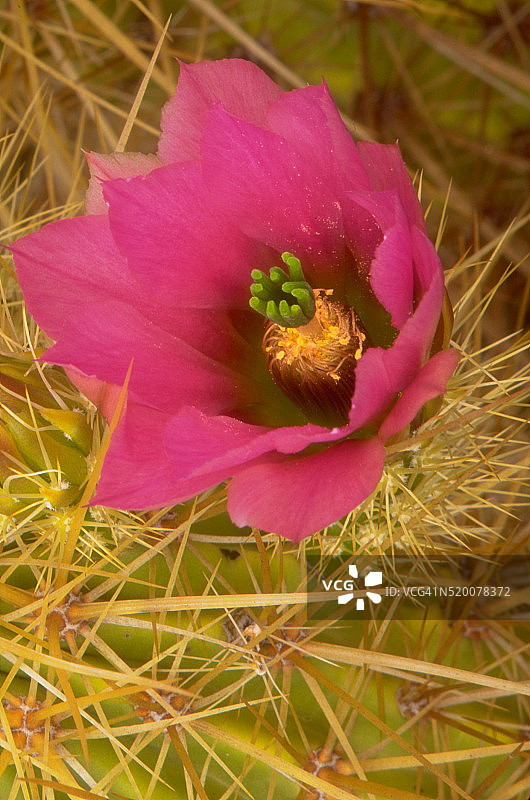 恩格尔曼刺猬仙人掌图片素材