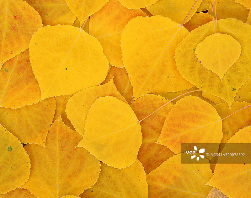 落下的颤杨黄叶图片素材
