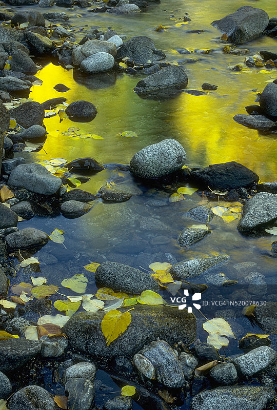 水面漂浮的树叶图片素材