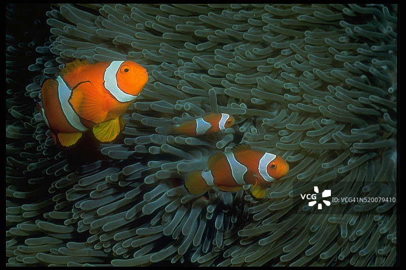 地毯海葵中的小丑鱼图片素材