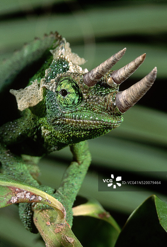 杰克逊变色龙头部图片素材
