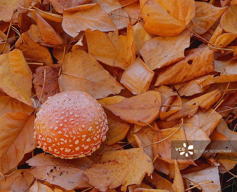 秋色棉白杨叶环绕的蘑菇图片素材