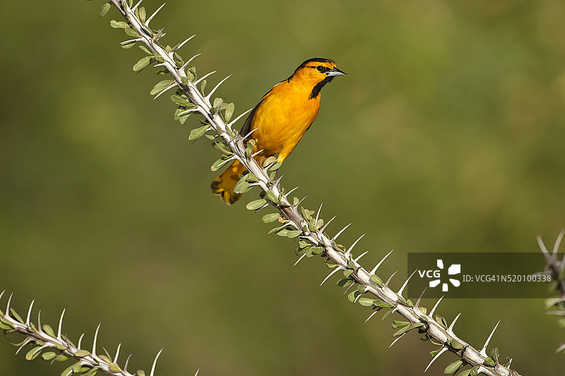 橙腹拟鹂，美国亚利桑那州图片素材