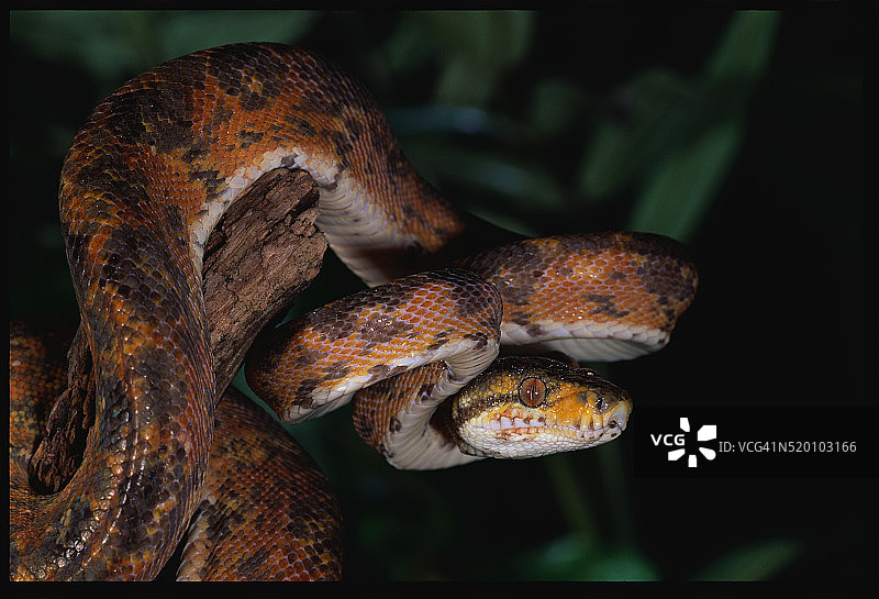 花园树蟒图片素材