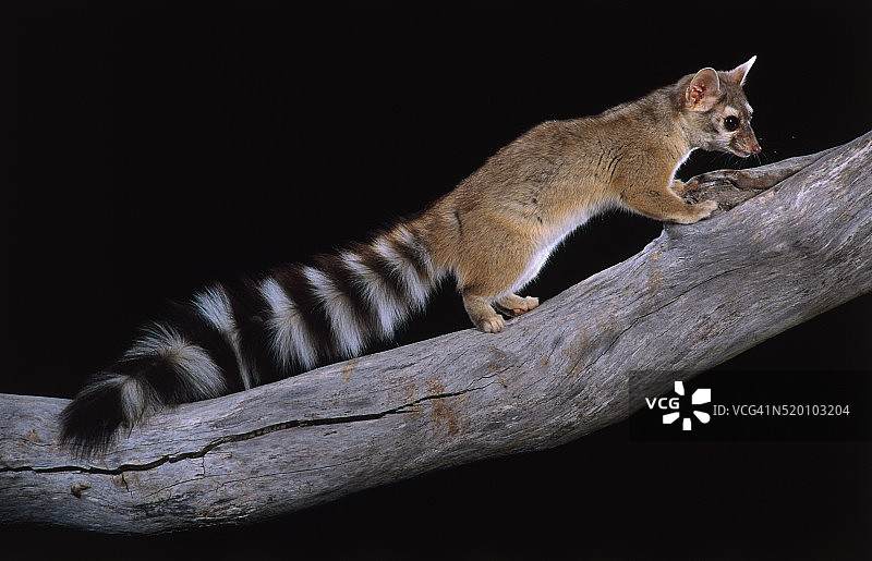 亚利桑那州树枝上的长尾狸猫图片素材