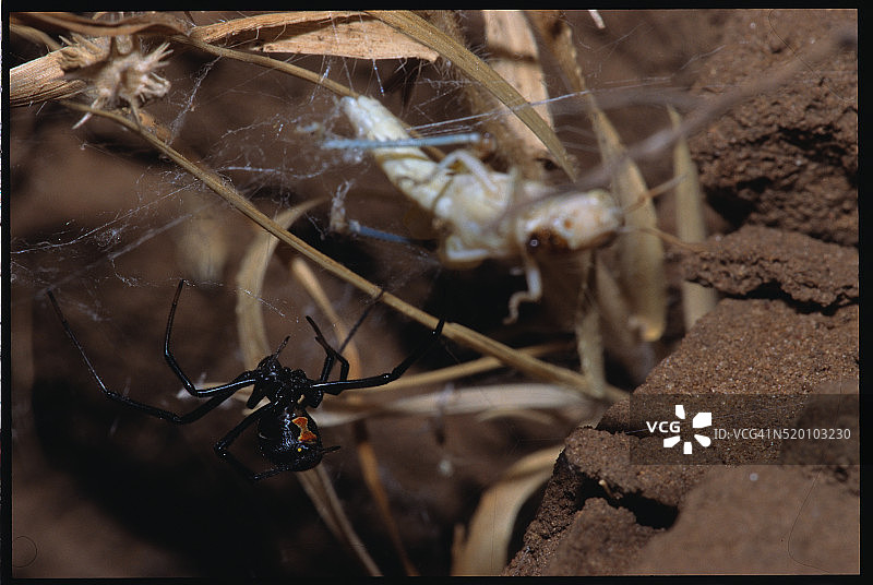 黑寡妇蜘蛛结网图片素材