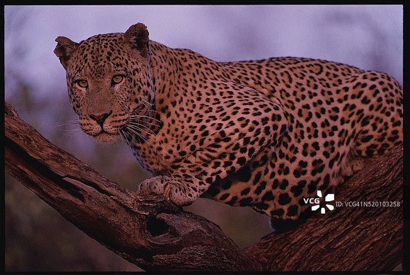 非洲豹图片素材