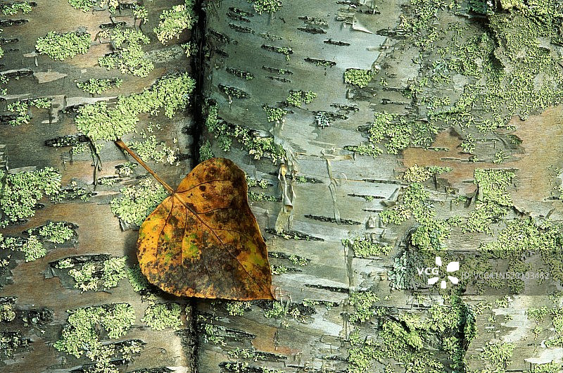 白桦树叶与树皮上的地衣图片素材