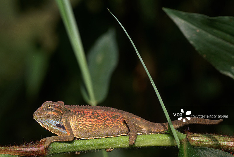 瓣颈变色龙图片素材