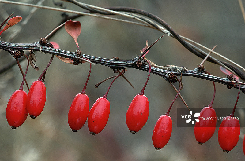 小檗植物的果实图片素材