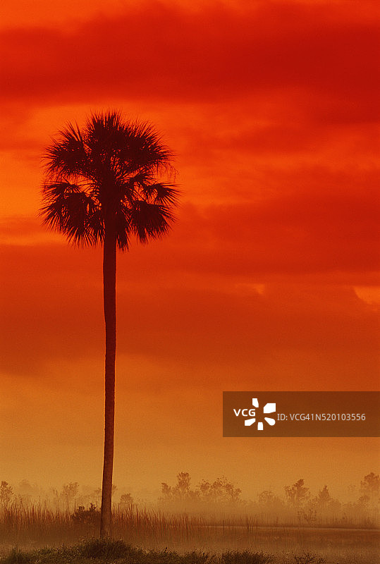 大沼泽地的王棕榈图片素材