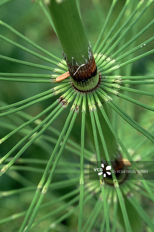 问荆细节图片素材