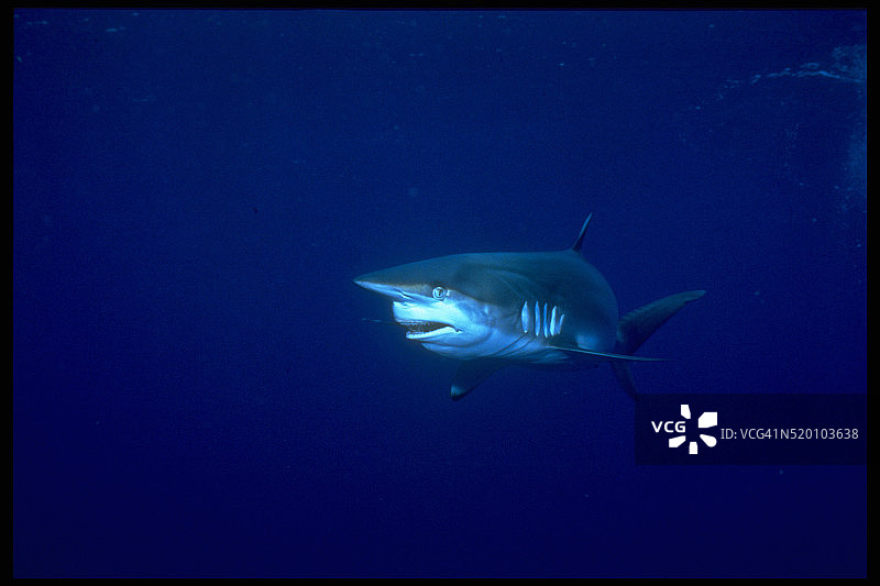 灰鲭鲨图片素材