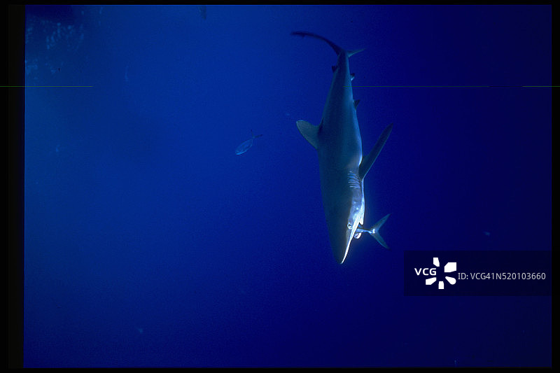 灰鲭鲨图片素材