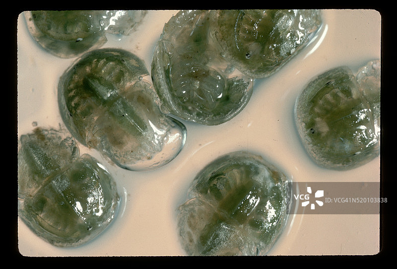 鲎的卵图片素材