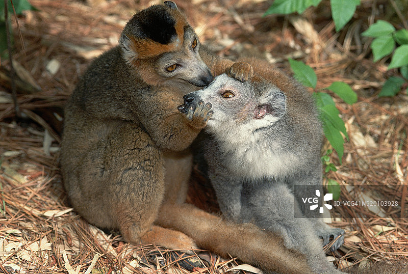 皇冠狐猴互相梳理毛发图片素材
