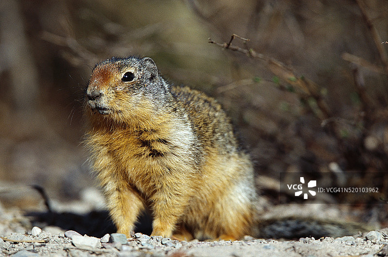 哥伦比亚地松鼠图片素材