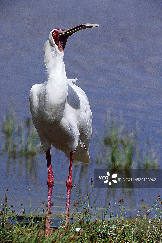 非洲琵鹭站立在水中图片素材