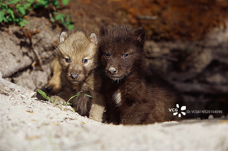 圈养灰狼幼崽图片素材