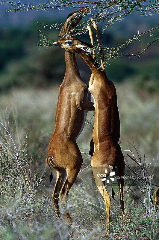 长颈羚在树上吃东西图片素材