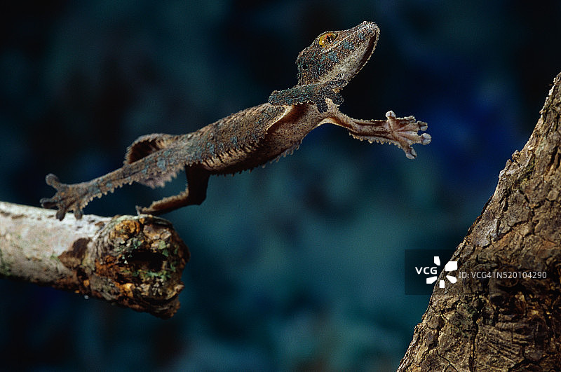 飞跃的叶尾壁虎图片素材