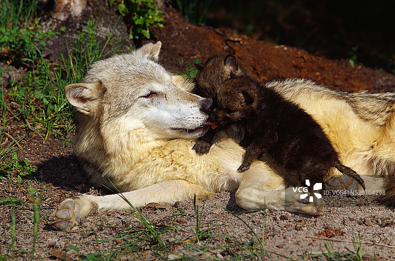 被圈养的灰狼和幼崽图片素材