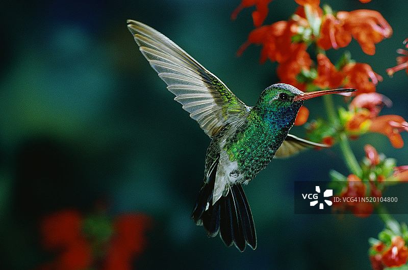 飞行中的宽嘴蜂鸟图片素材