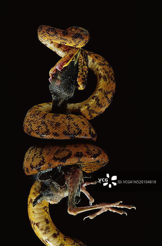 亚马逊树蚺捕食鸟类图片素材