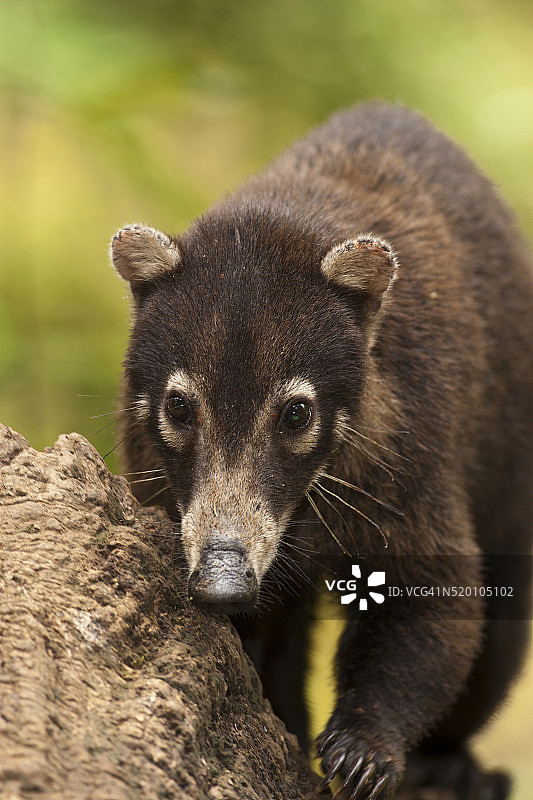 在哥斯达黎加拉古纳德尔拉加托丛林中的白鼻浣熊图片素材
