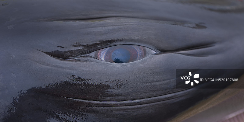 北大西洋小须鲸之眼（冰岛附近）图片素材