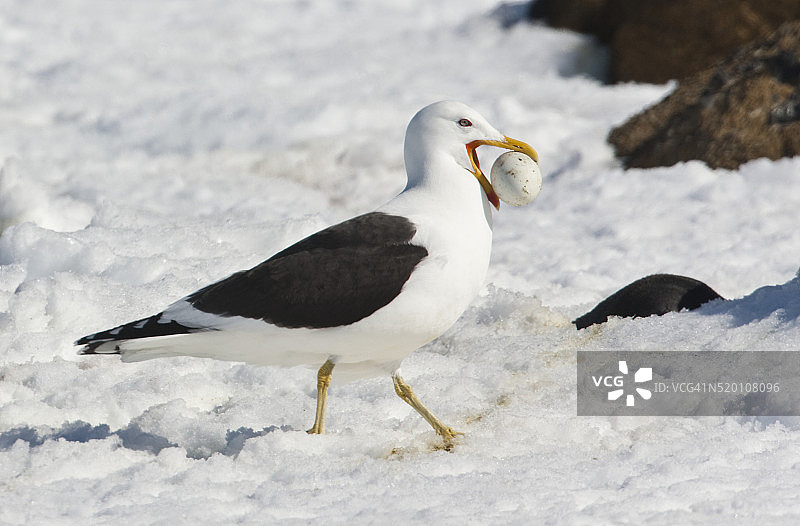南极海带鸥叼企鹅蛋图片素材