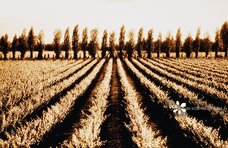 纳帕谷田野图片素材