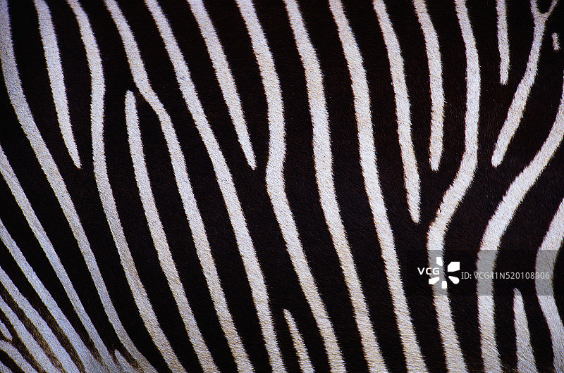 斑马条纹图片素材