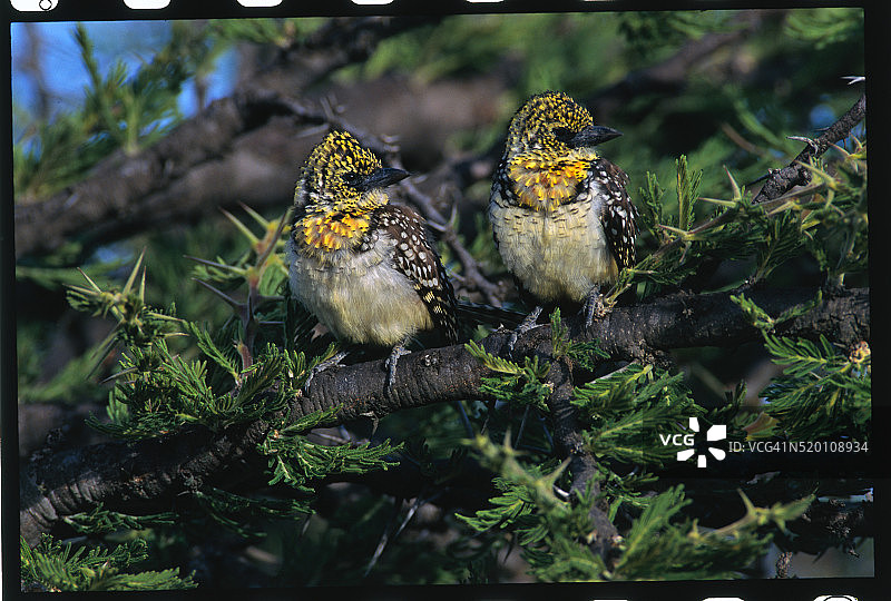 在树上一起休憩的阿诺氏鹎图片素材