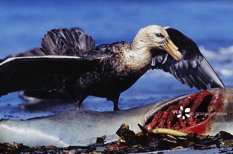 南极巨海燕食用动物尸体图片素材