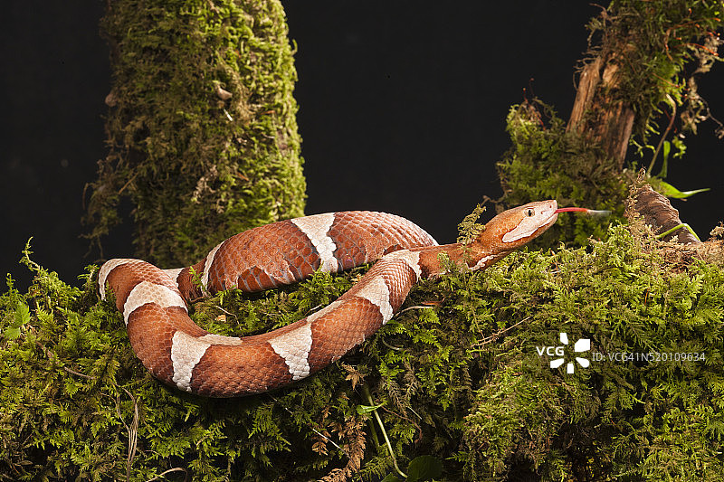 广带铜头蝮蛇，产于俄克拉荷马州南部至德克萨斯州中部，美国宾夕法尼亚州中部受控水坑图片素材