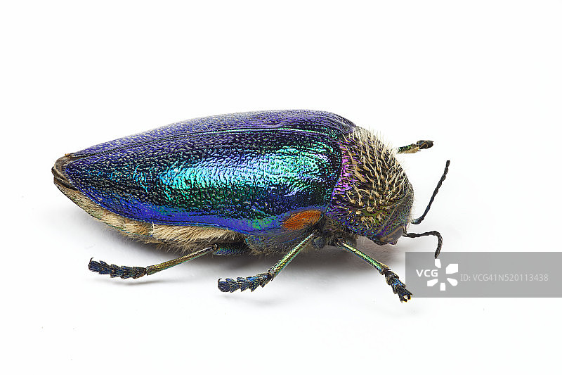 非洲 Sternocera pulchra fischeri 吉丁虫图片素材