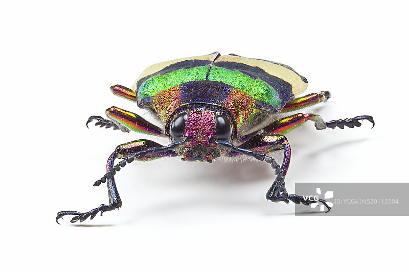 来自泰国的吉丁虫Chrysochroa corbetti头部特写图片素材