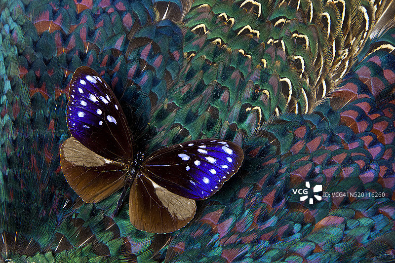 条纹蓝乌鸦凤蝶与环颈雉羽毛图片素材
