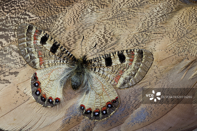 阿波罗绢蝶和塞内加尔鸨的肩羽图片素材