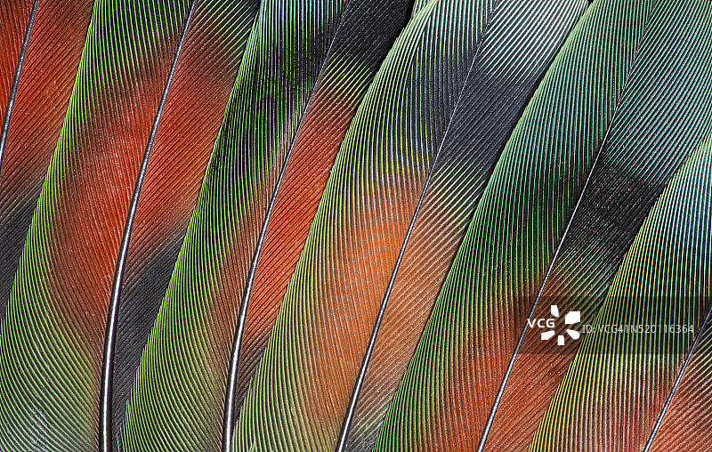 展开尾羽的情侣鹦鹉图片素材