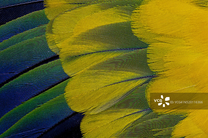 太阳金鹦鹉展开的蓝色、绿色和黄色翅膀羽毛图片素材