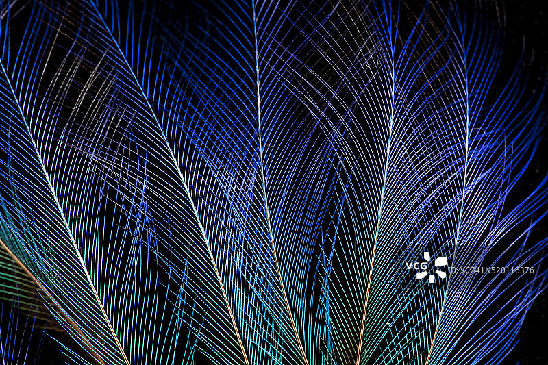 天堂鸟的羽毛展示图片素材