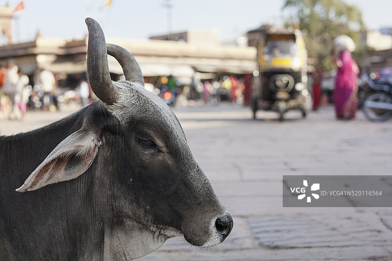 印度焦代布尔萨达市场休息的奶牛图片素材