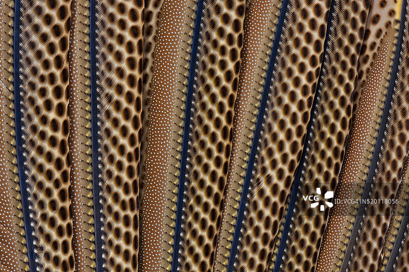 美丽的眼斑雉翼羽图片素材