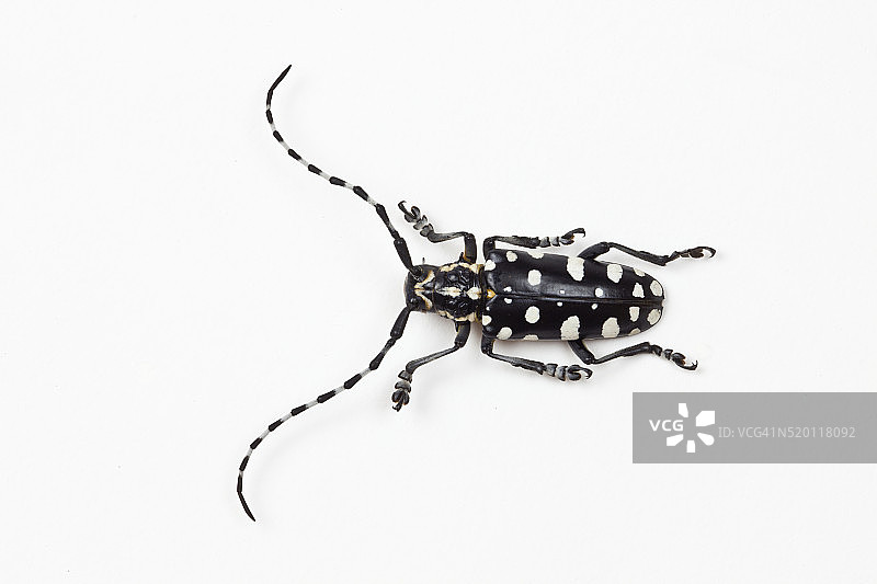 长角甲虫Threnetica lacrymans的俯视图图片素材