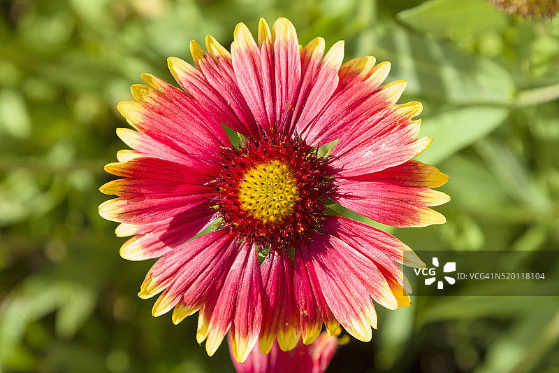 勋章菊图片素材